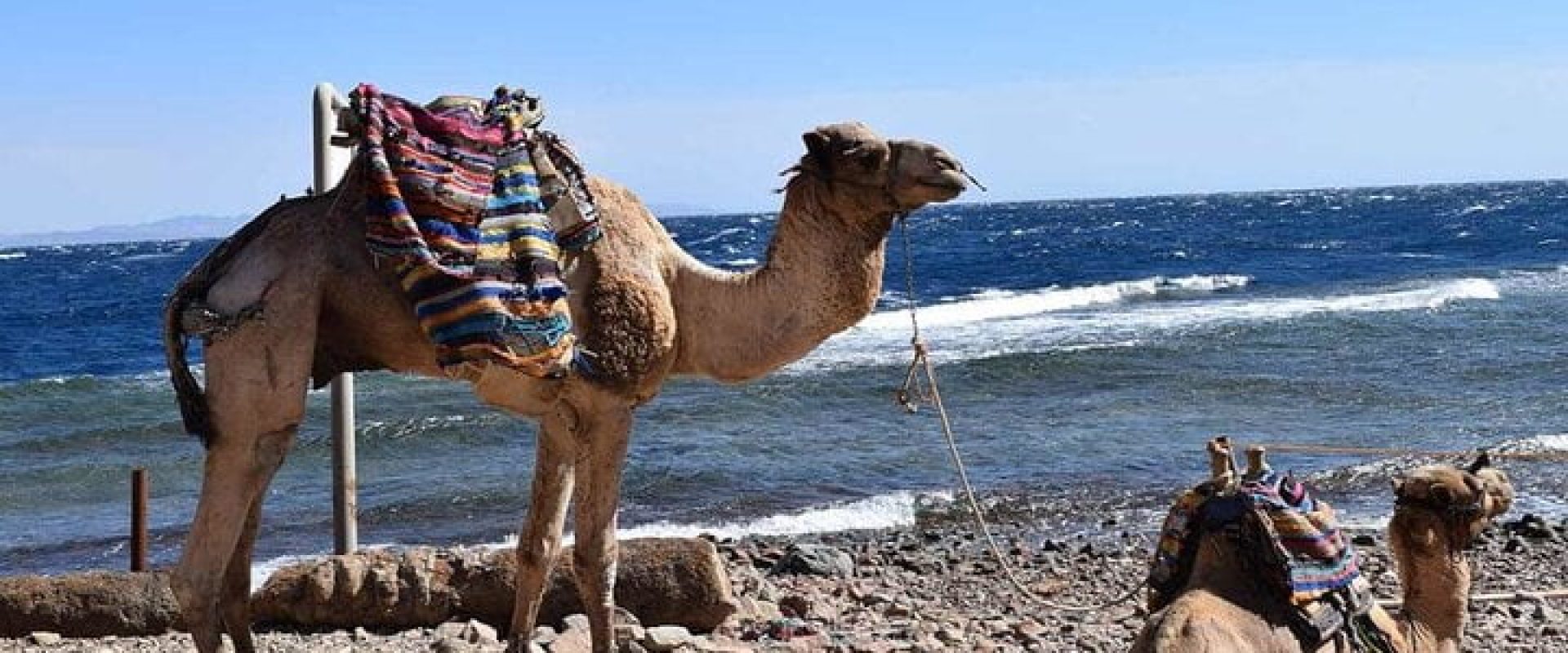 Blue Hole Dahab - Camel ride
