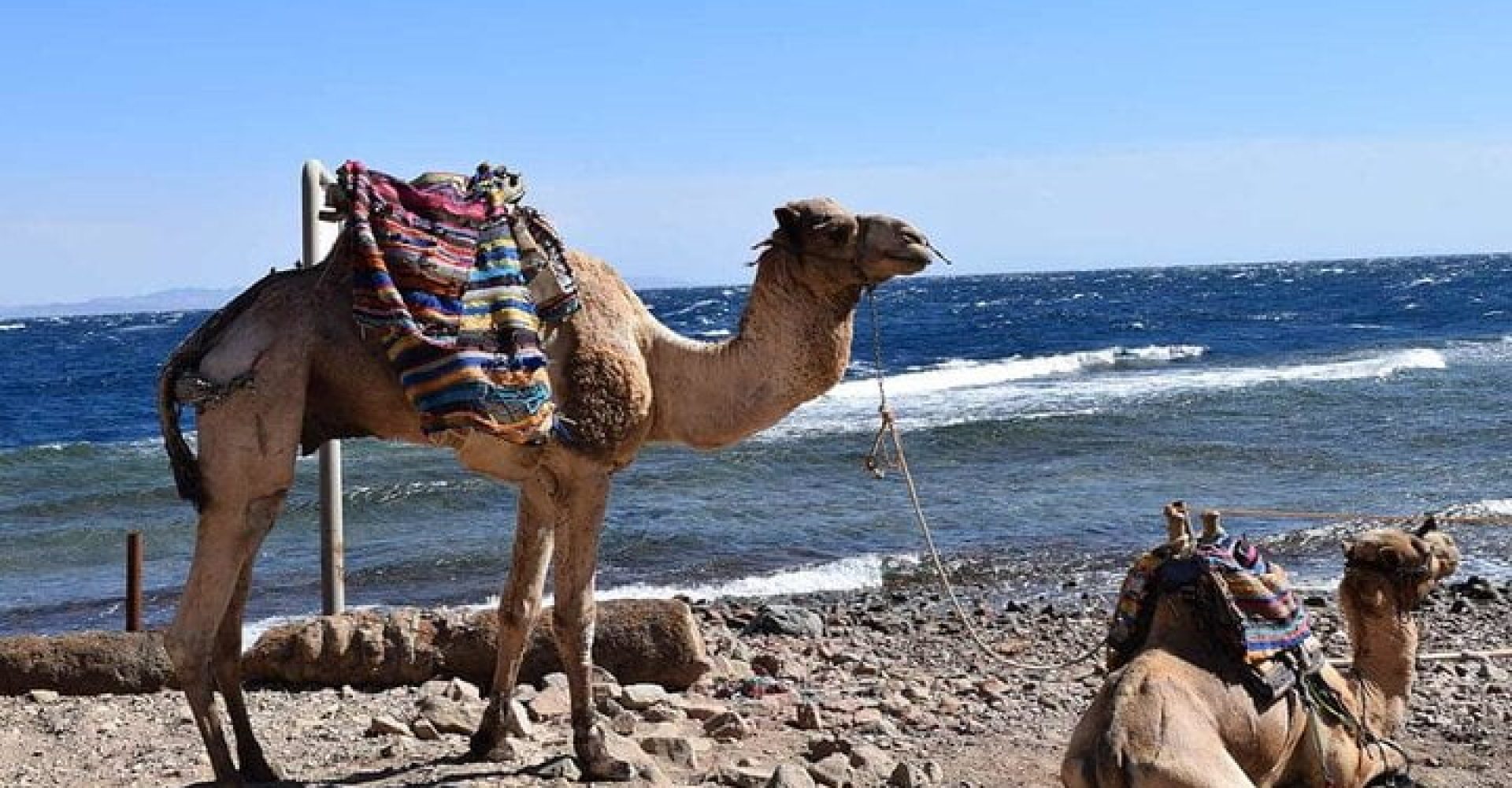 Blue Hole Dahab - Camel ride