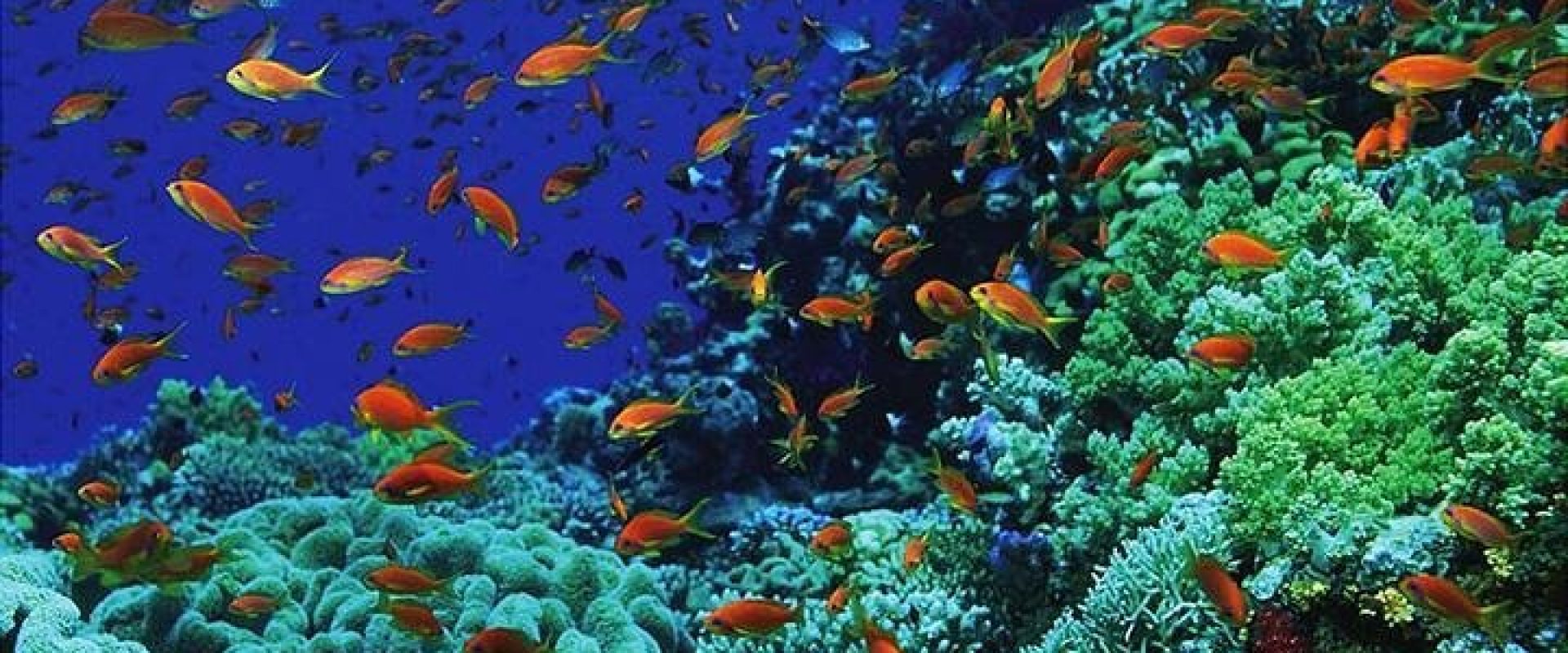 Blue Hole Dahab coral reef 3