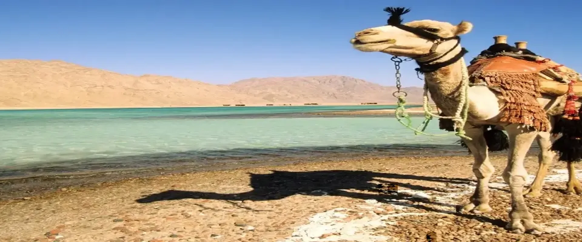 Blue Lagoon Beach 1-Hour Camel Safari from Dahab