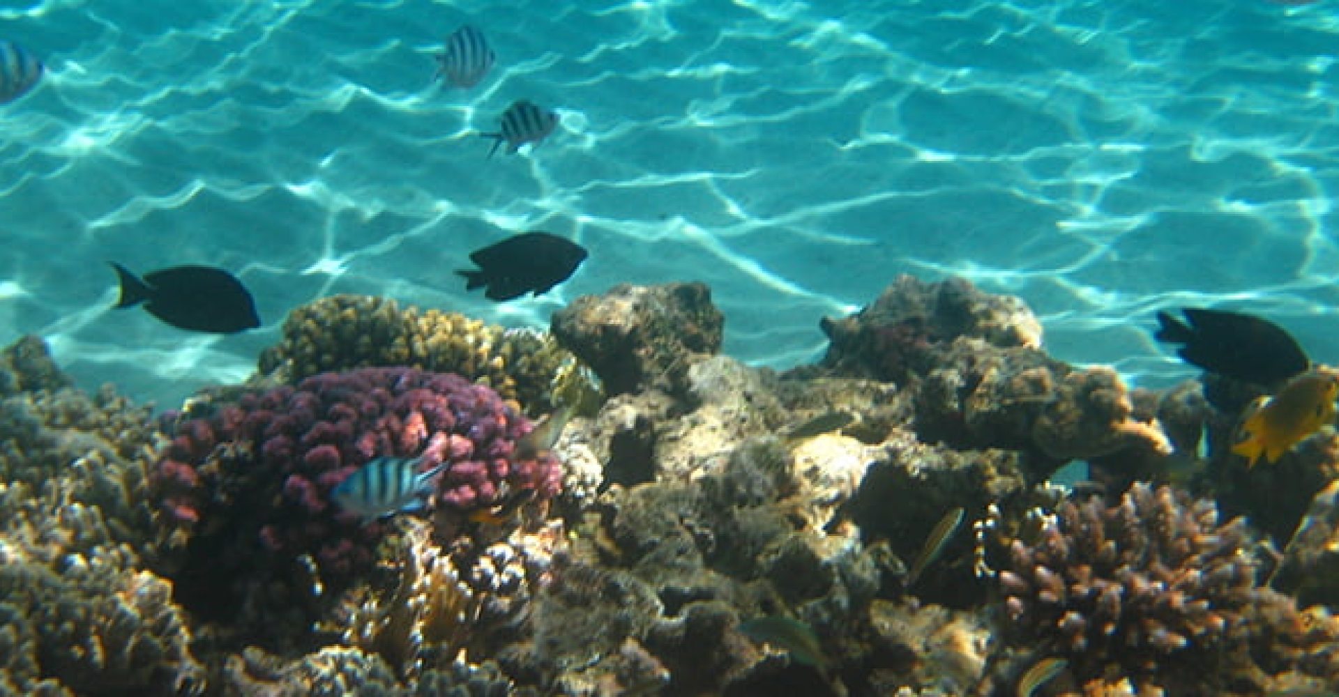 Boat trip to Ras Mohamed or Tiran Island002