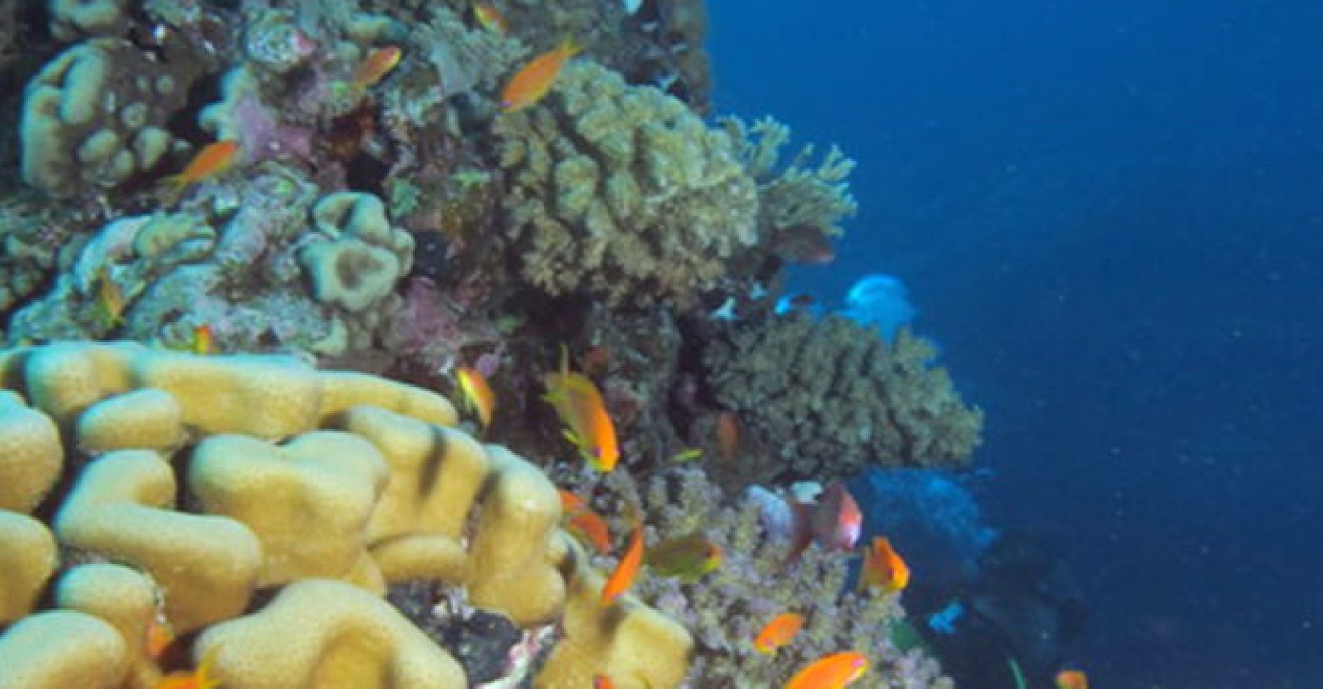 Reef with corals at Shelenyat Reef, Red Sea, Egypt #SCUBA #UNDERWATER #PICTURES
