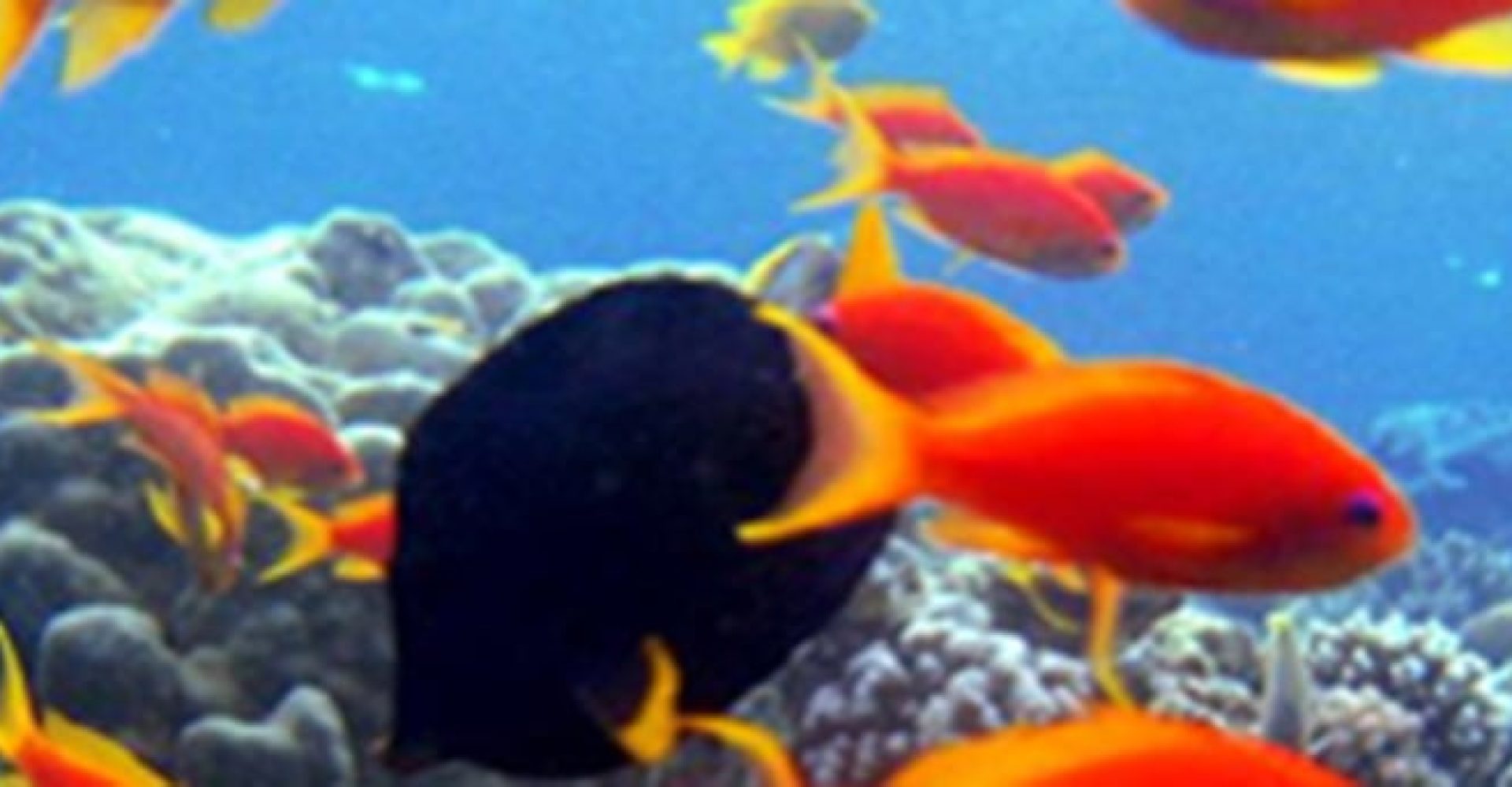 Boat trip to Ras Mohamed or Tiran Island004