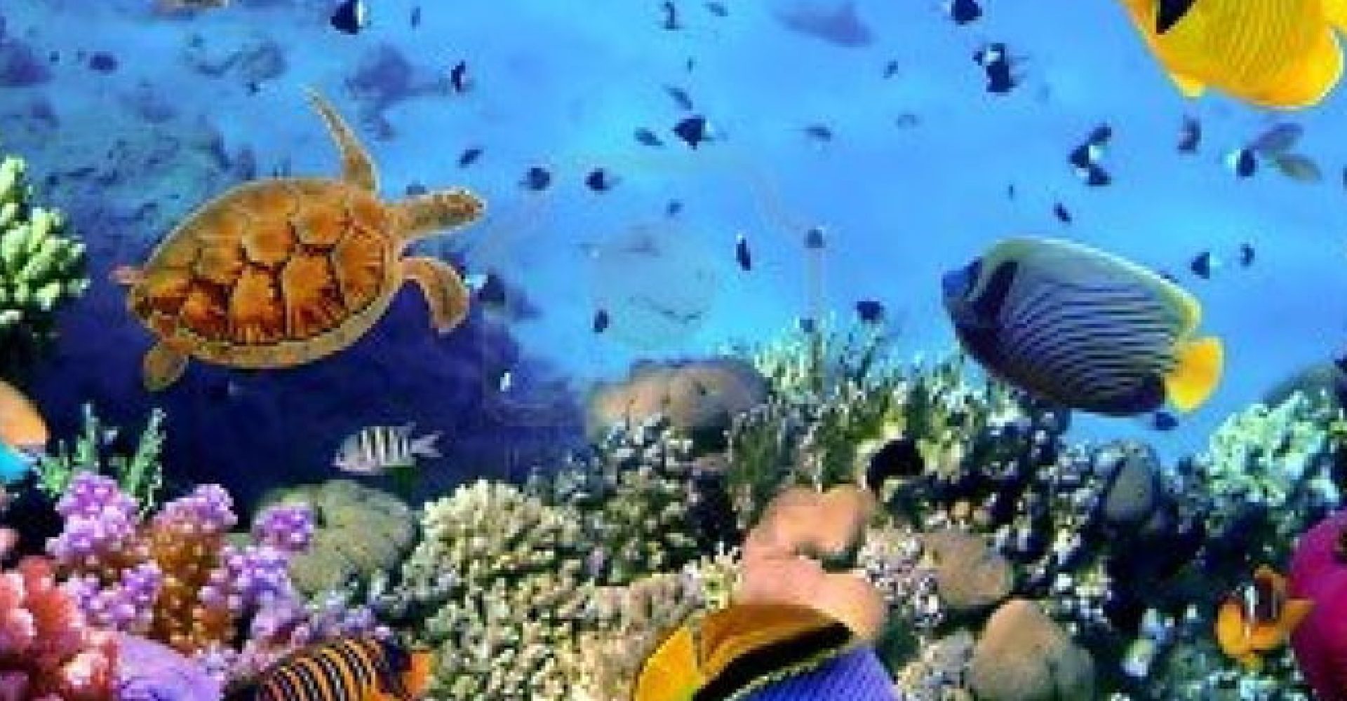 Dahab Discovery (Sea scope & Boat trip)001