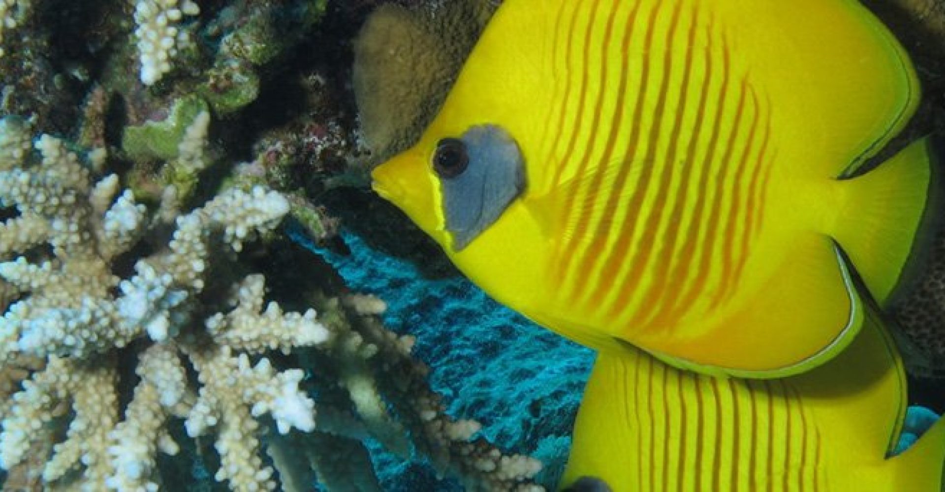 Half Day Abu Dabab Beach 1