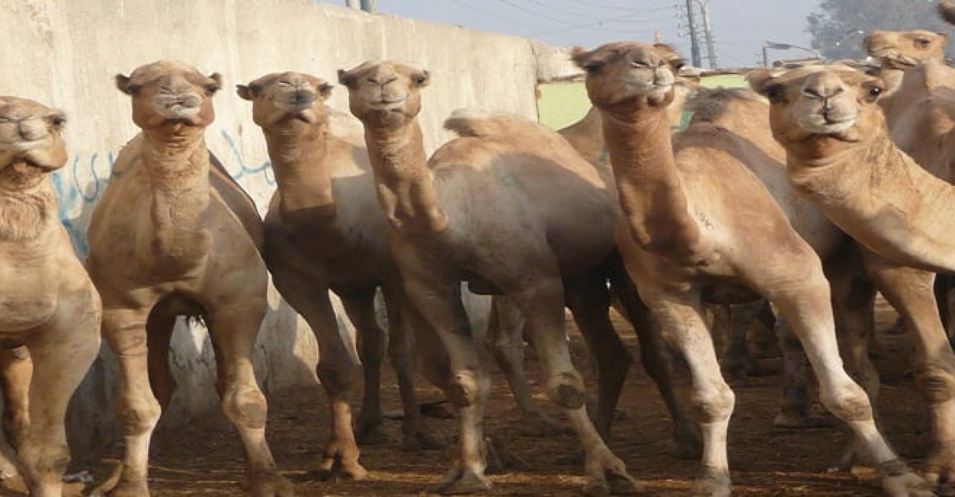Half Day Visit To Camel Market Of Darau 001