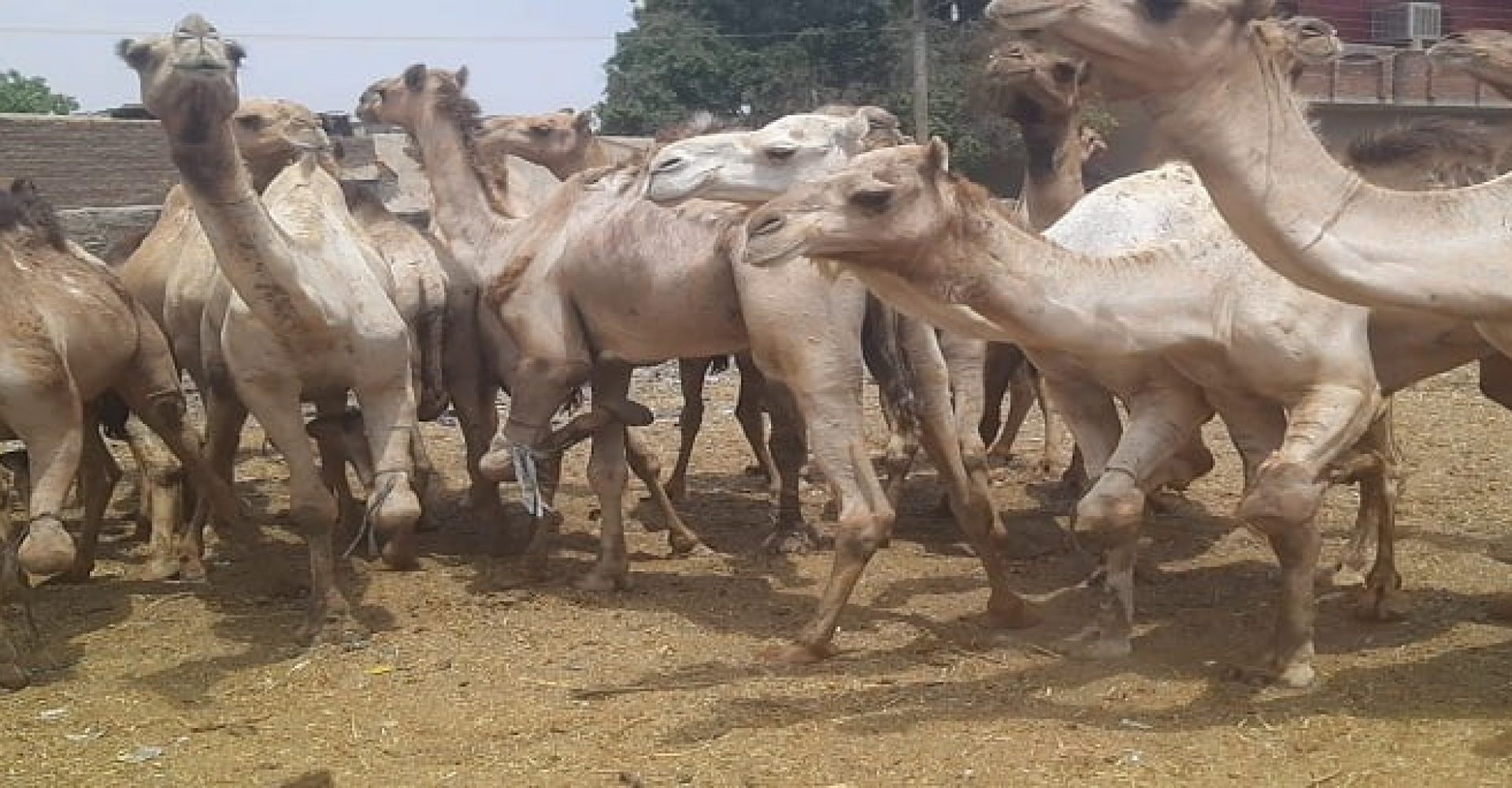 Half Day Visit To Camel Market Of Darau 003
