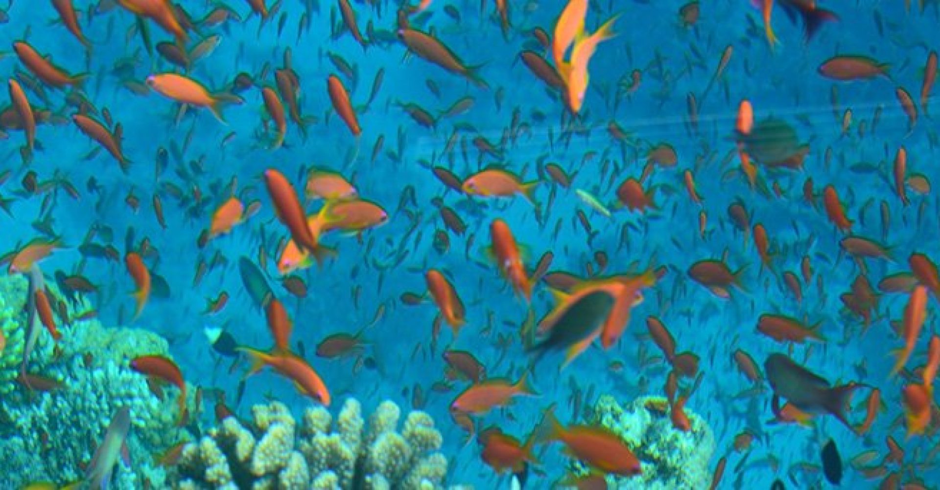 Mermaid Glass Boat 2