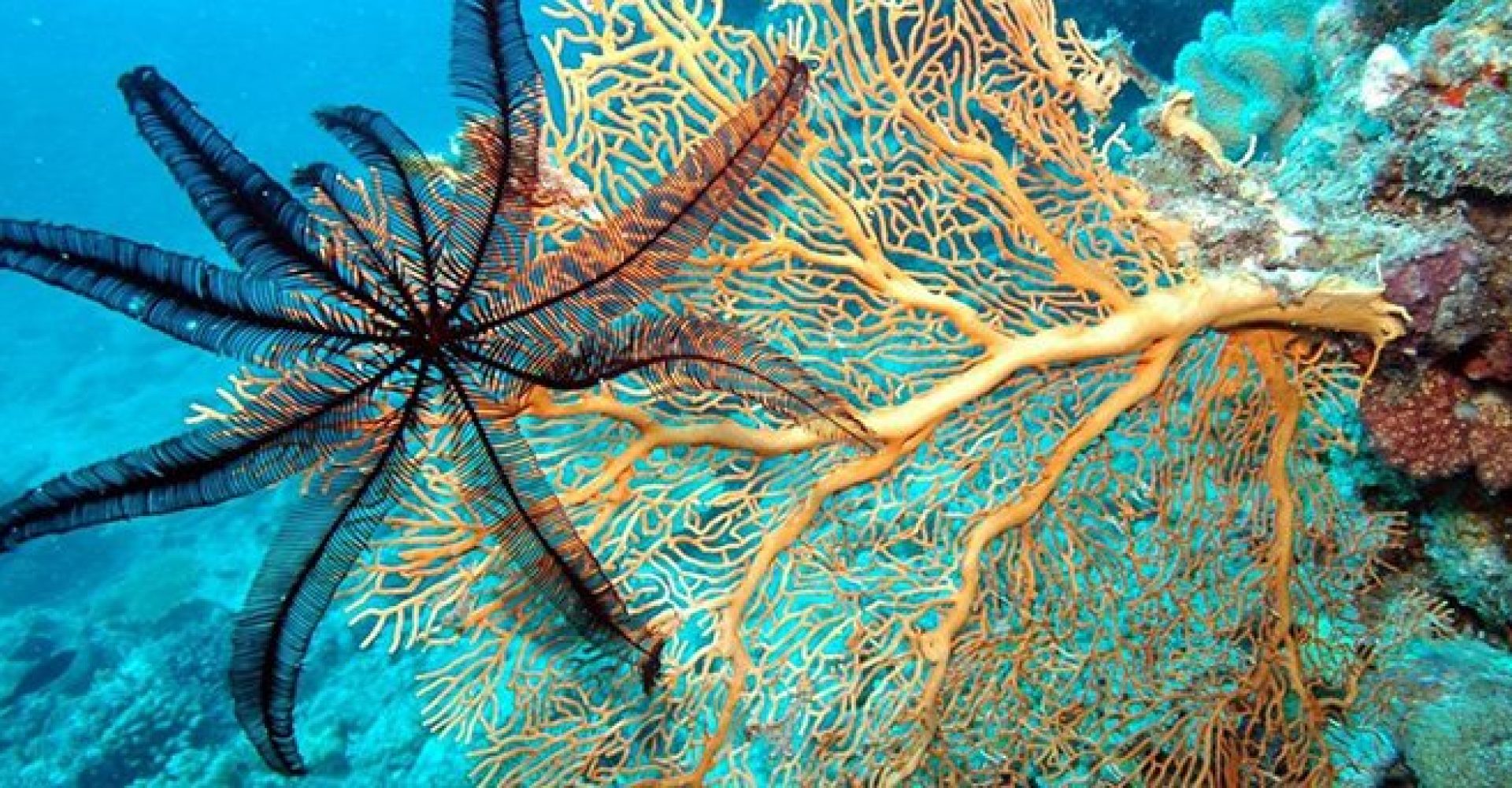 Mermaid Glass Boat 3