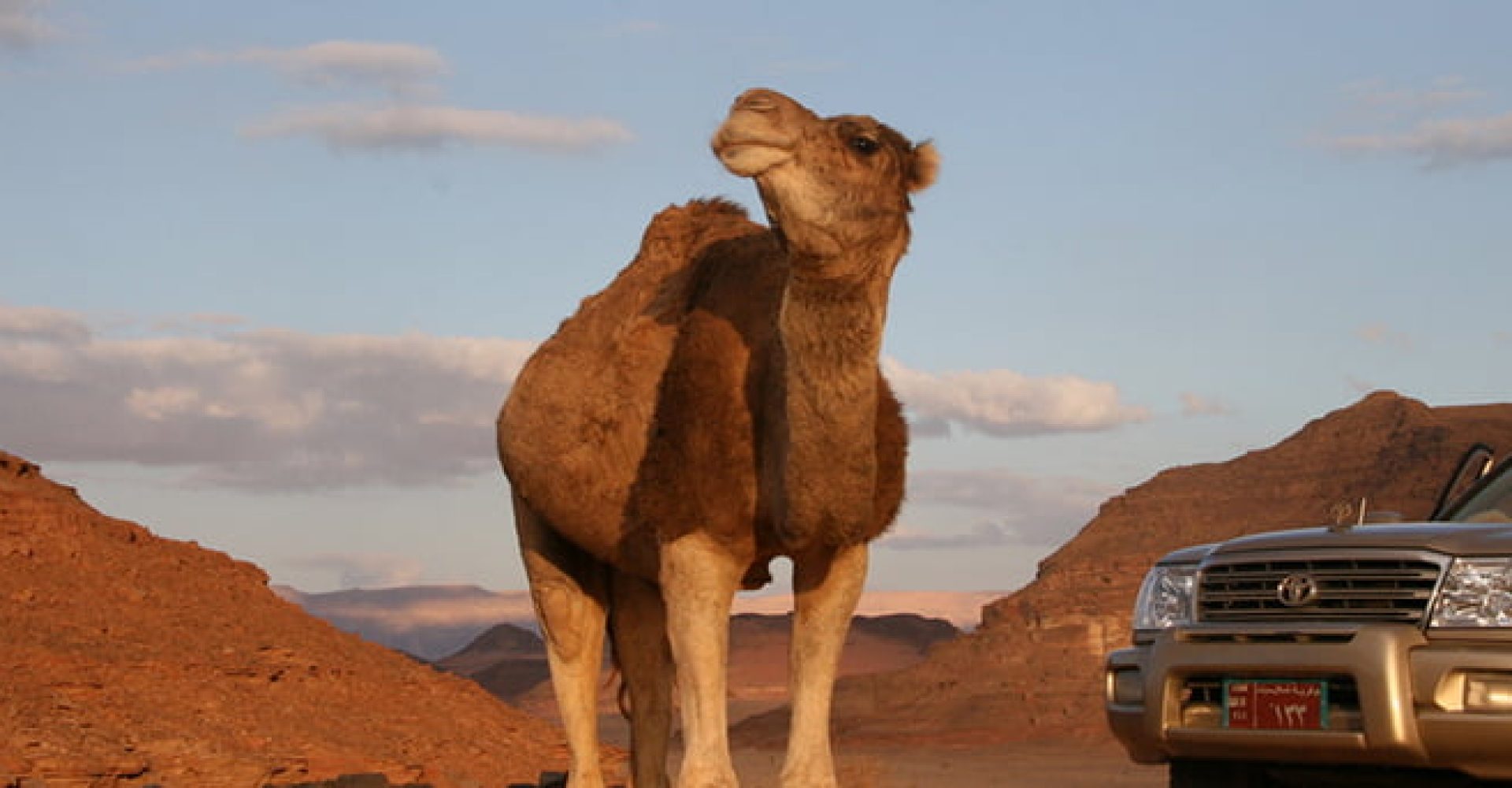 Mini Safari at Wadi Mandar002