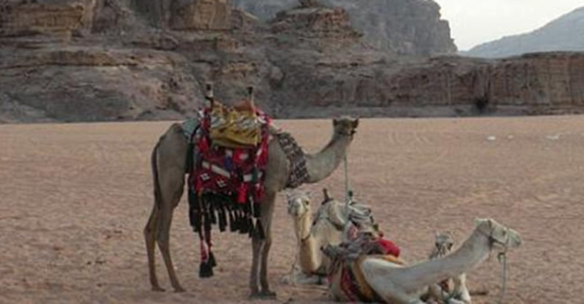 Mini Safari at Wadi Mandar003