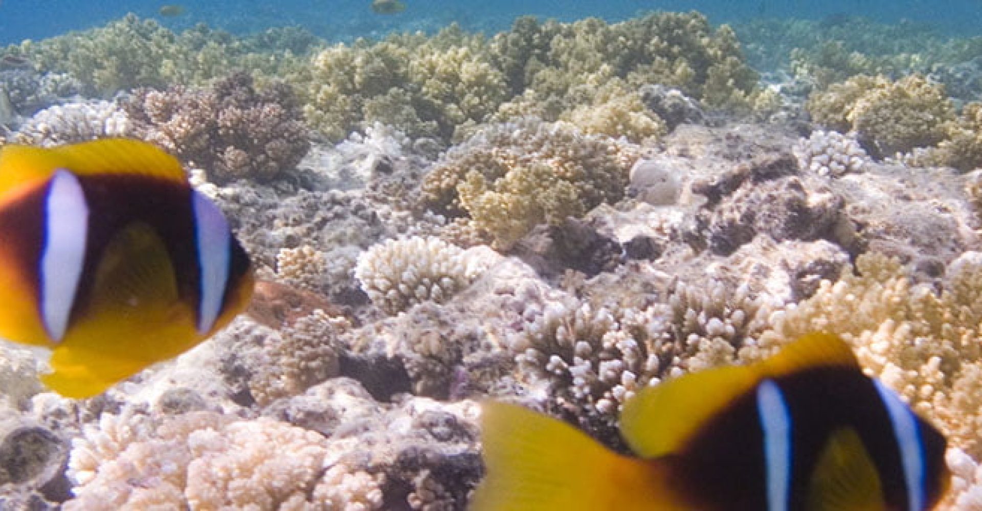 Royal Seascope Semi submarine-SSH002