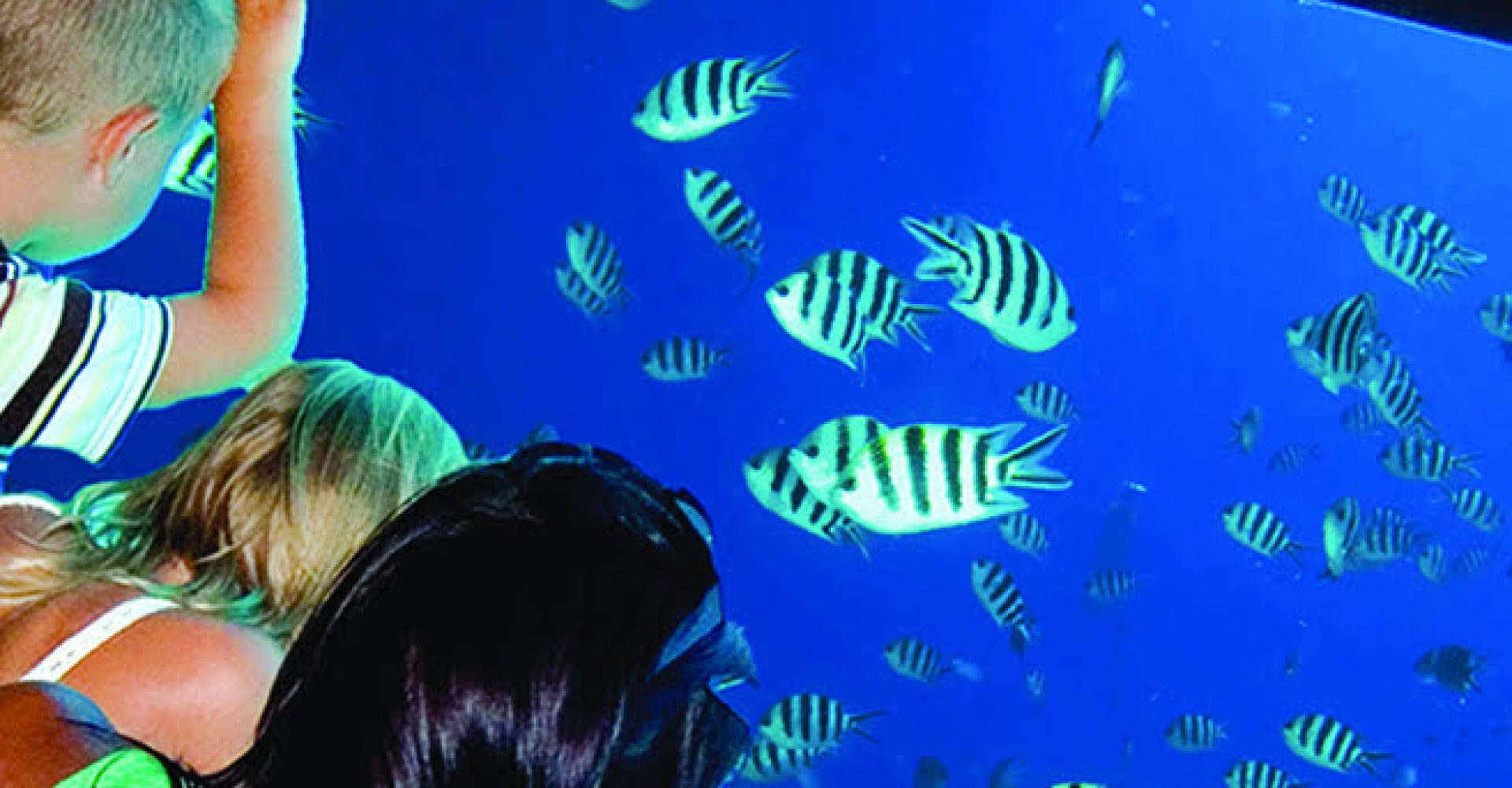 Royal Seascope Semi submarine-SSH004