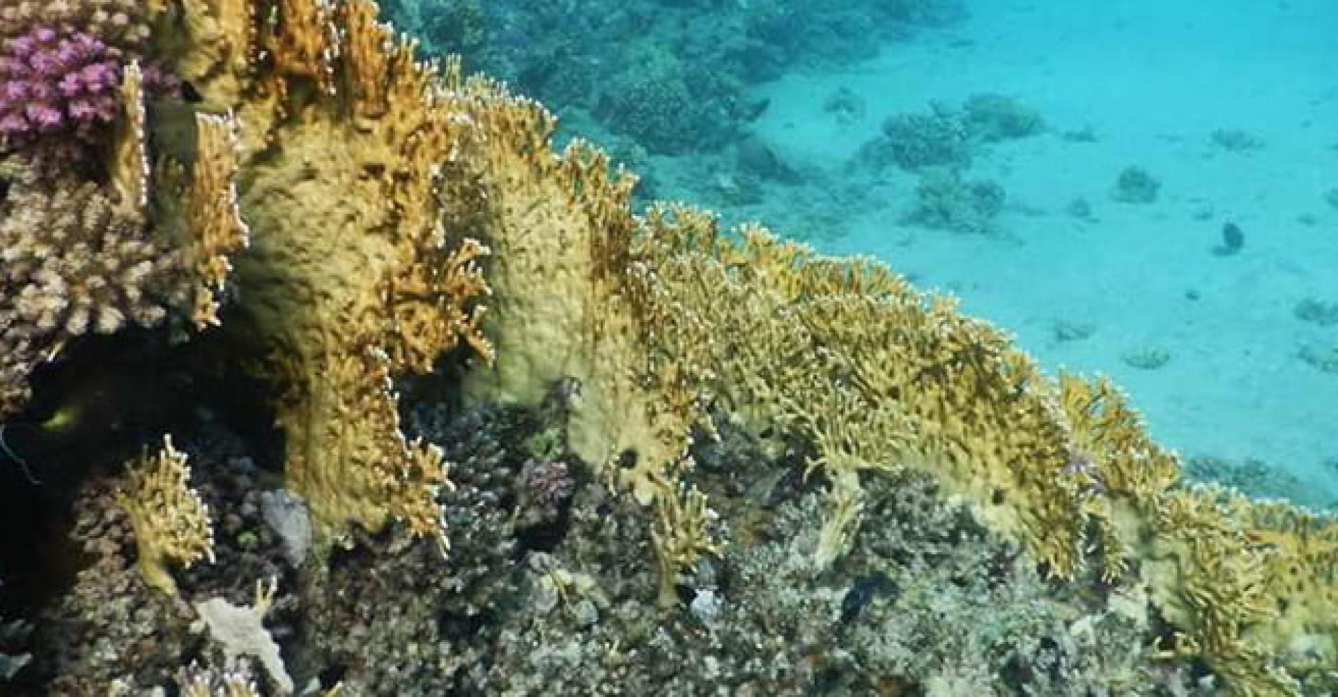 Safari & Snorkeling Adventure 3