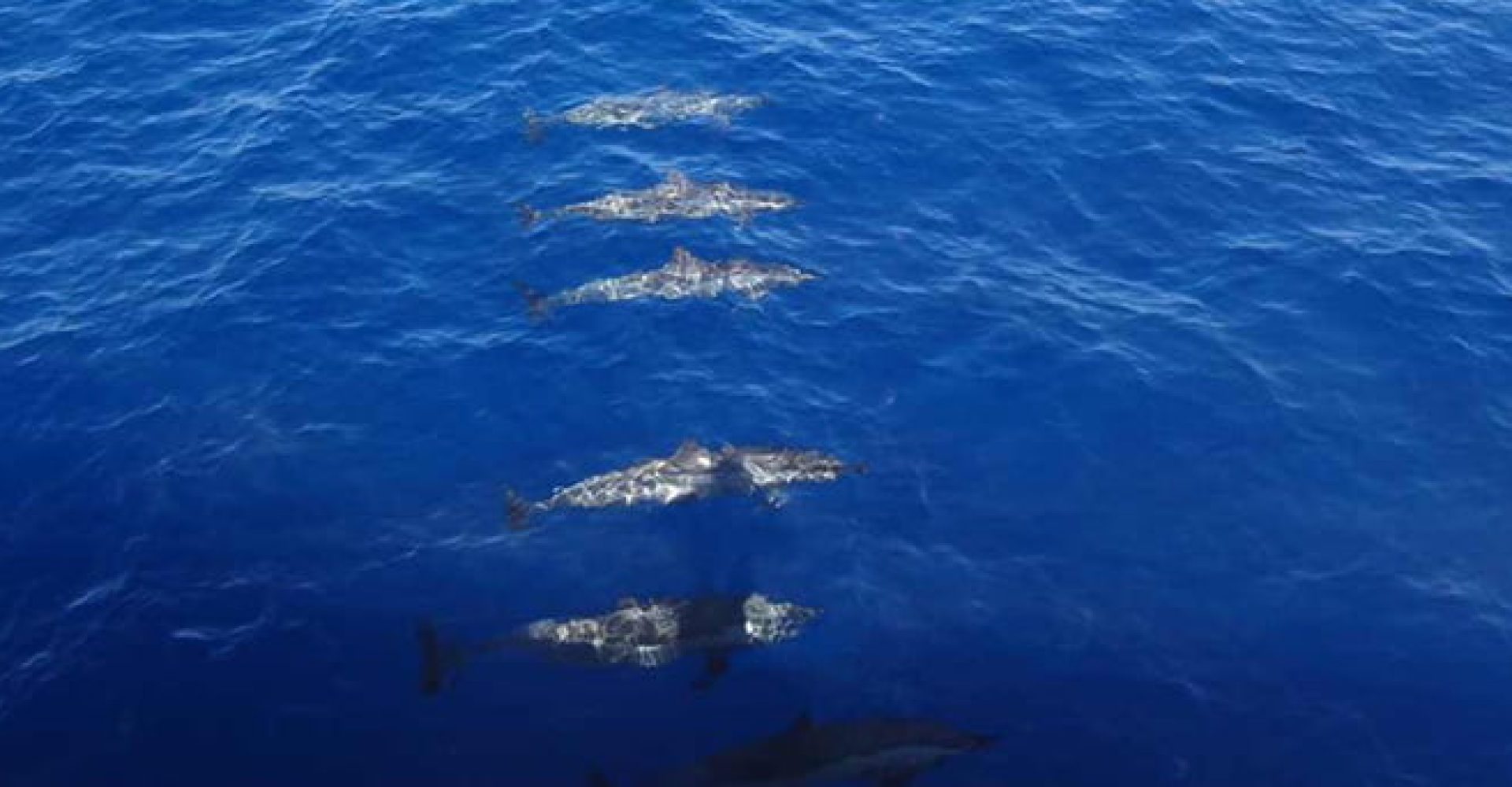Snorkling Port Ghalib 4