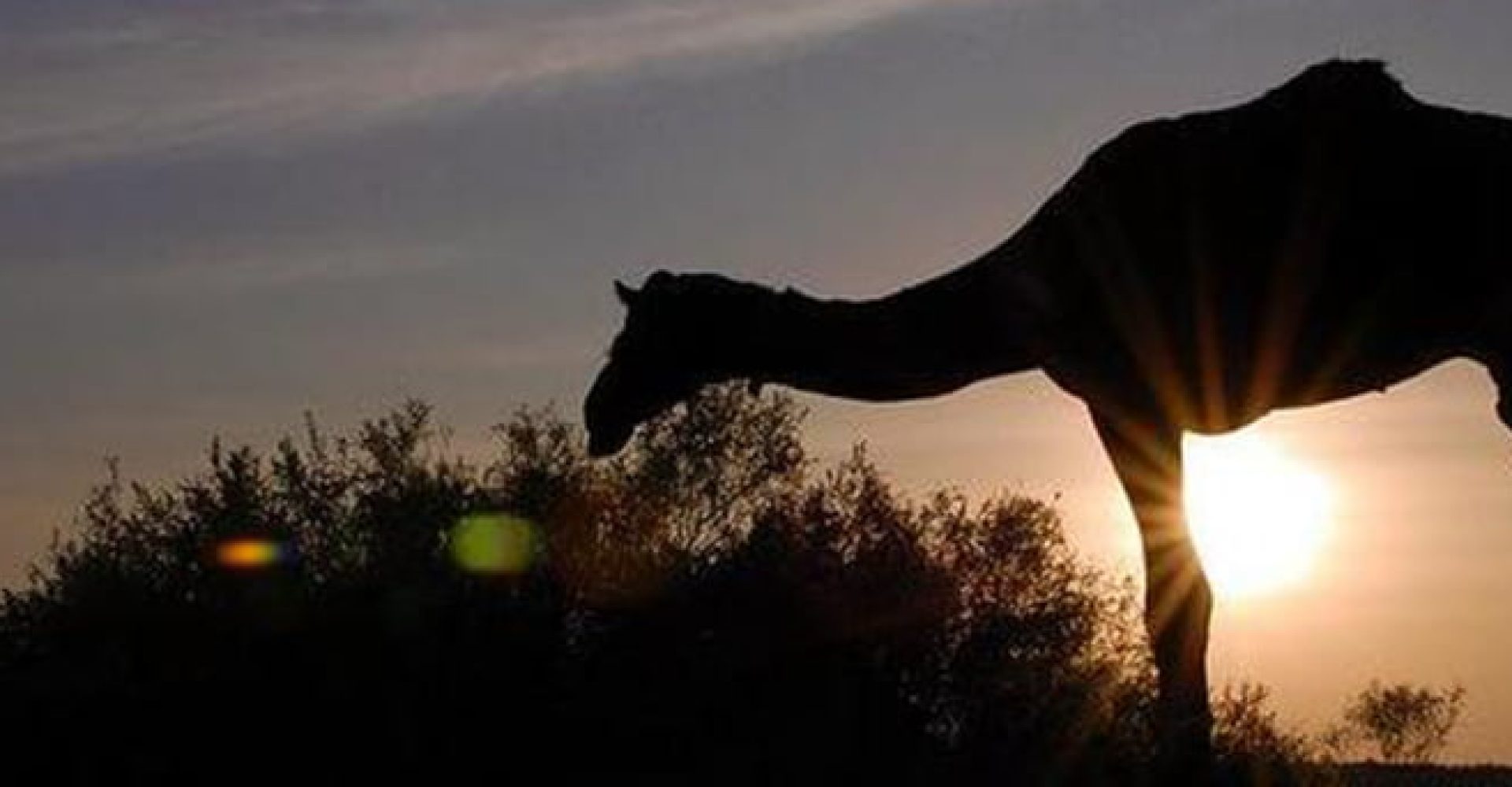 Star Watching, Camel ride and Dinner at Wadi Mandar 4