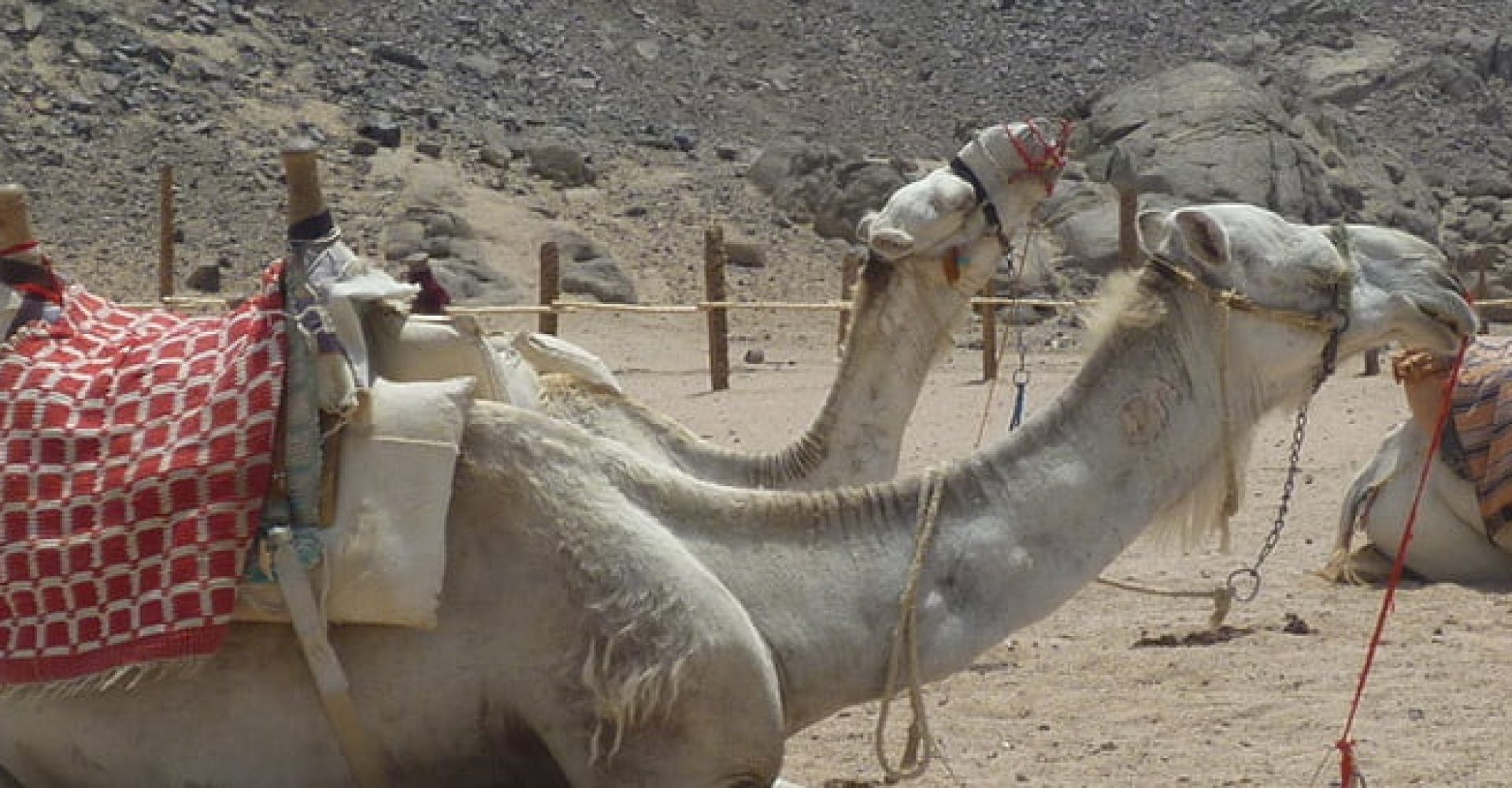 Stars In The Desert 2