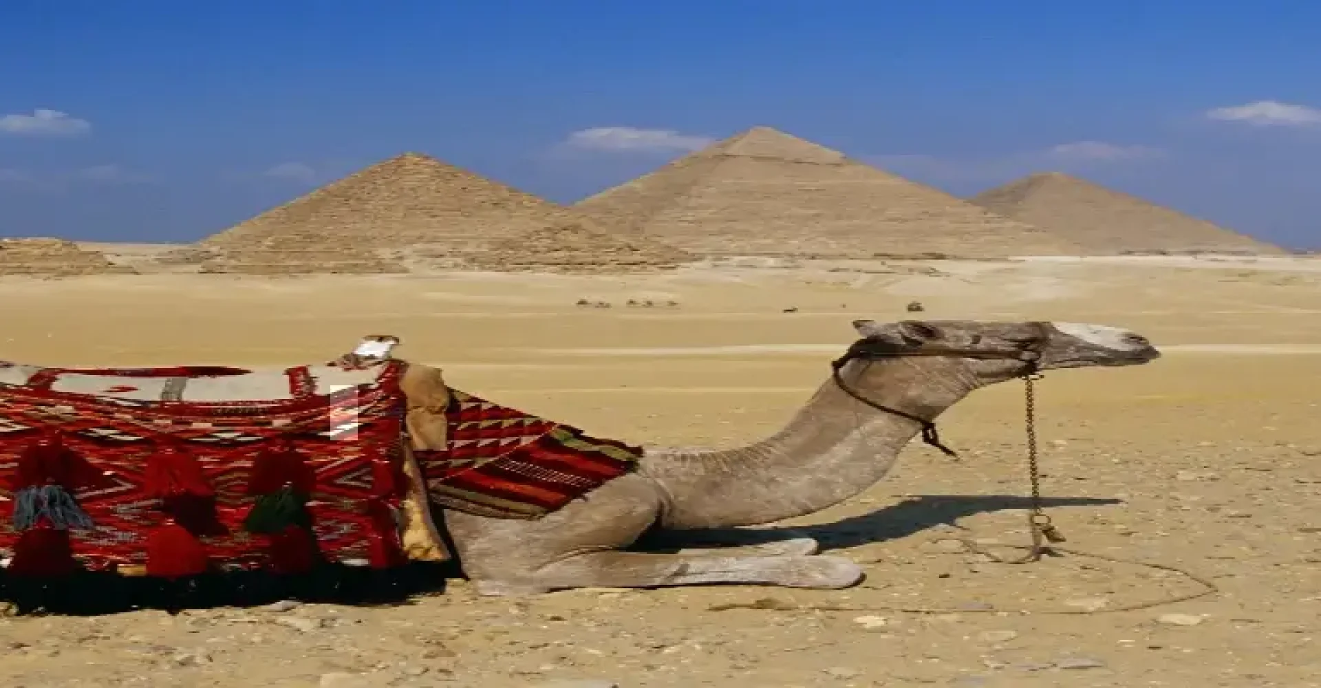 camelandpyramidsbackground