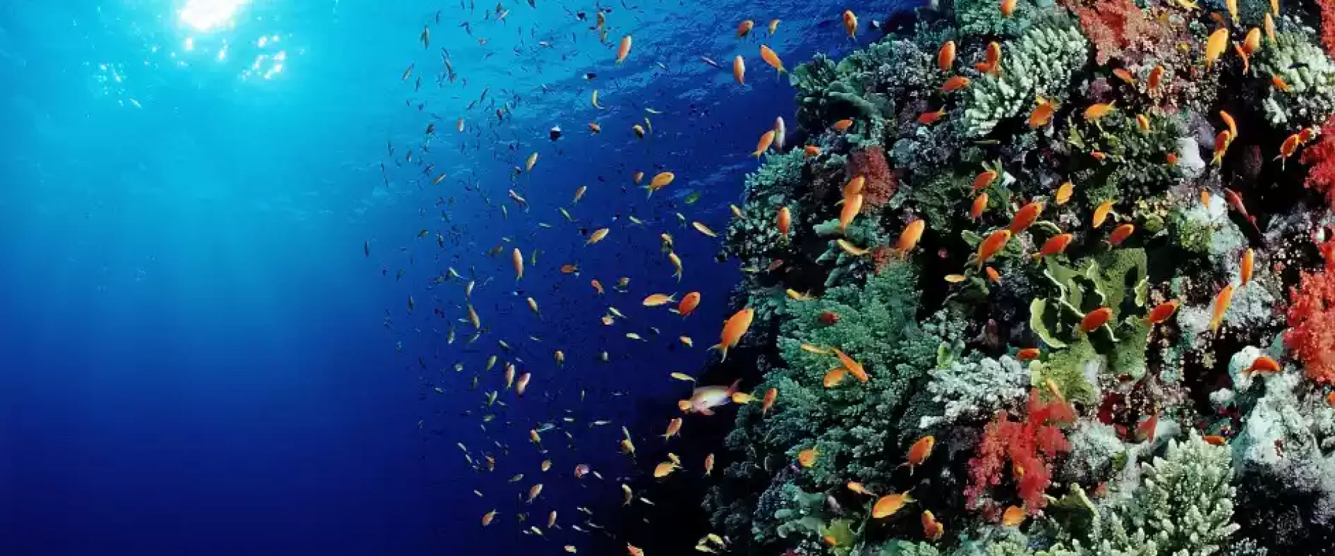 coral and fishes in Safaga1