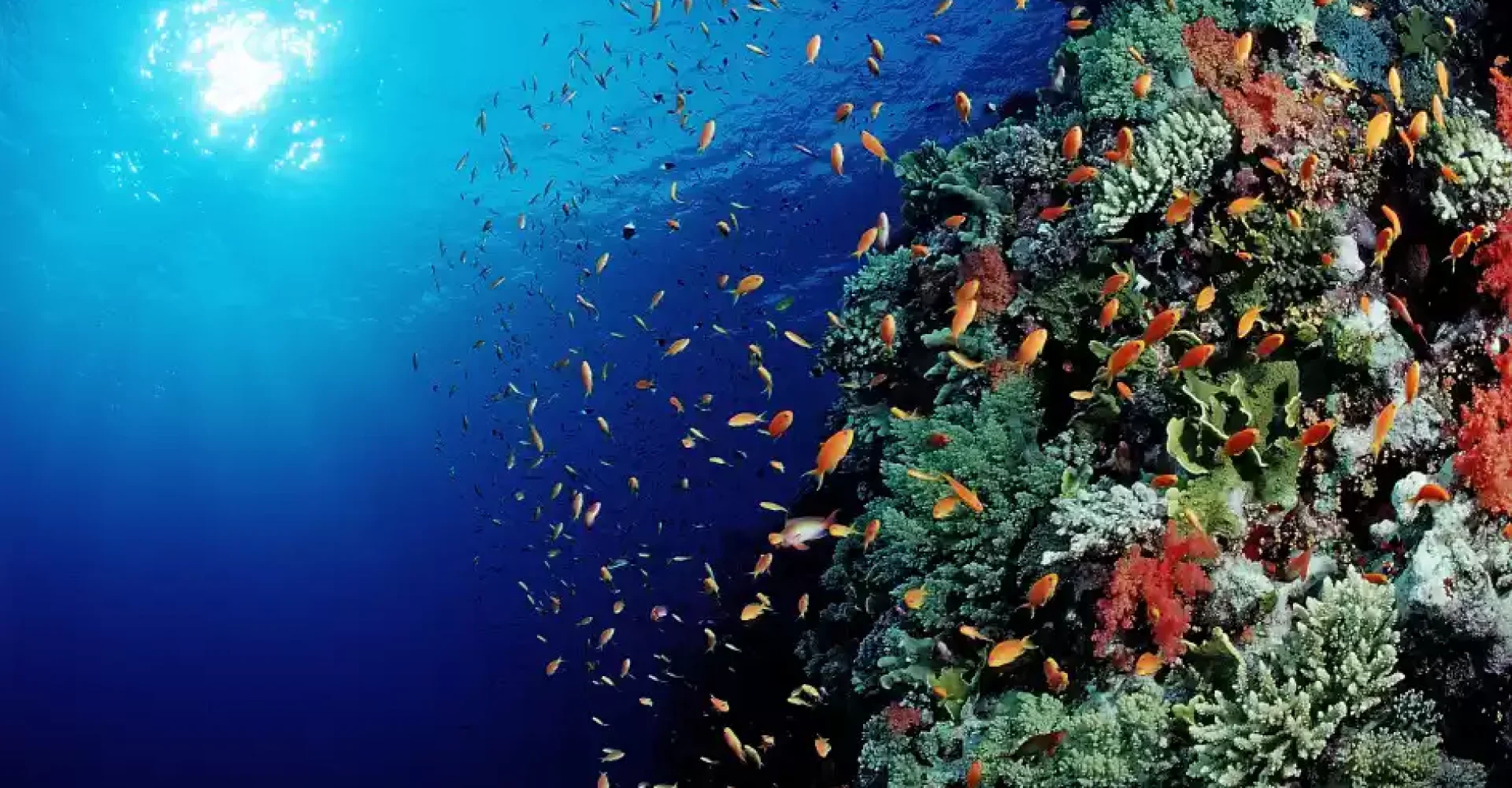 coral and fishes in Safaga1