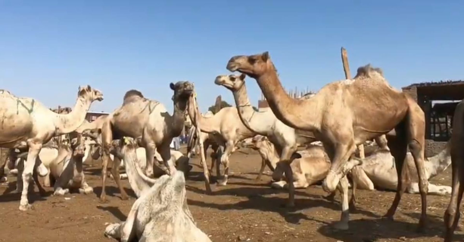 daraw-camel-market