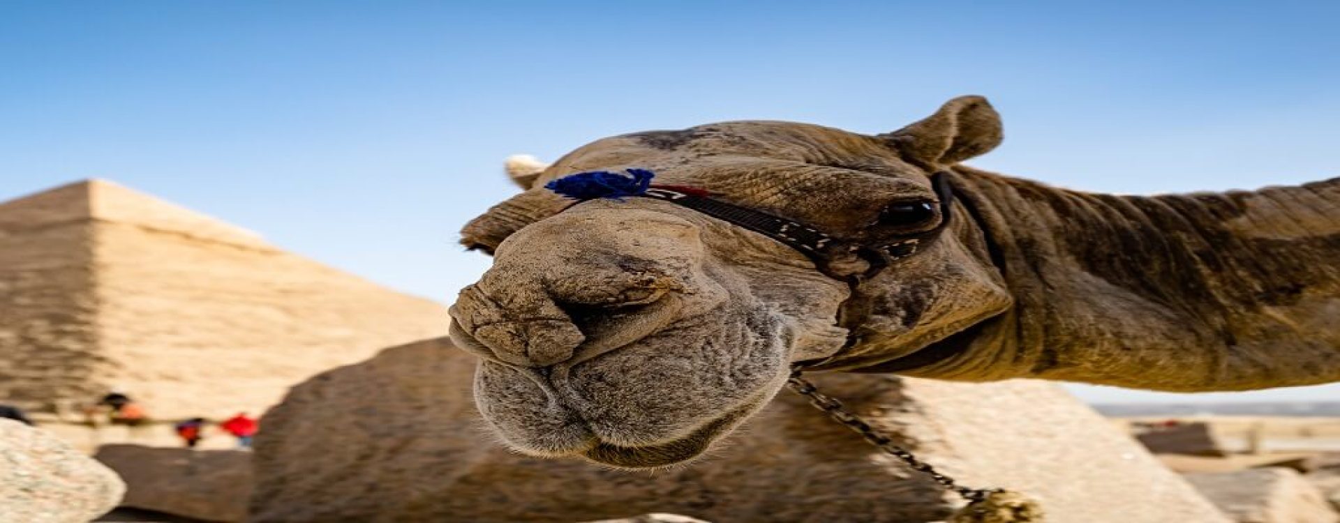 francois-le-nguyen-BCf_gz4QF88-unsplash