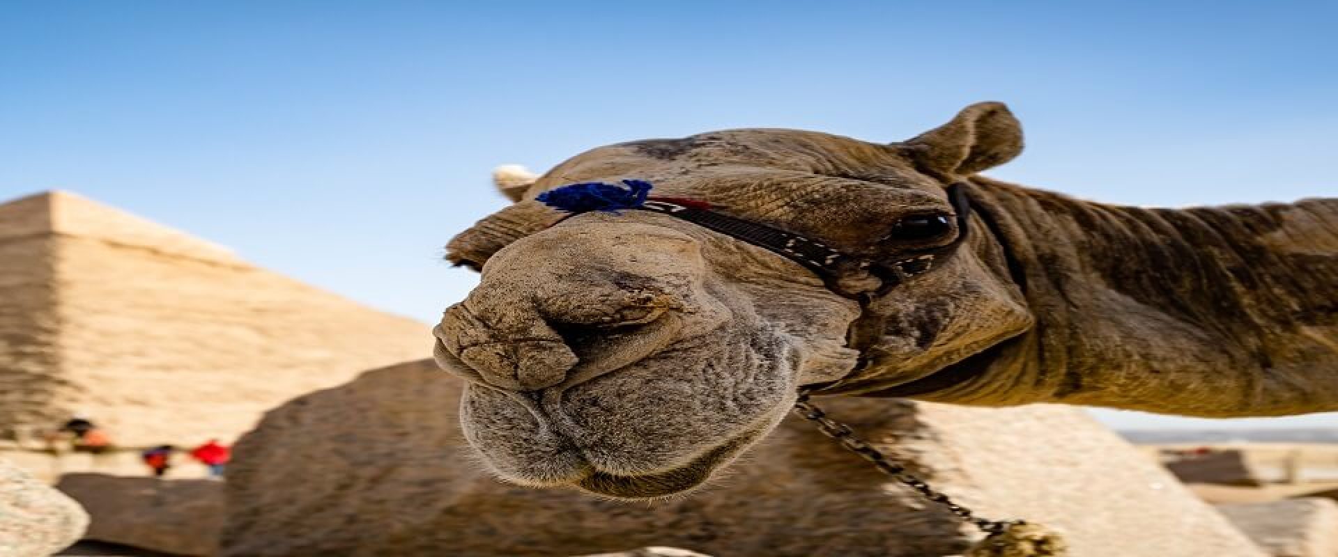 francois-le-nguyen-BCf_gz4QF88-unsplash