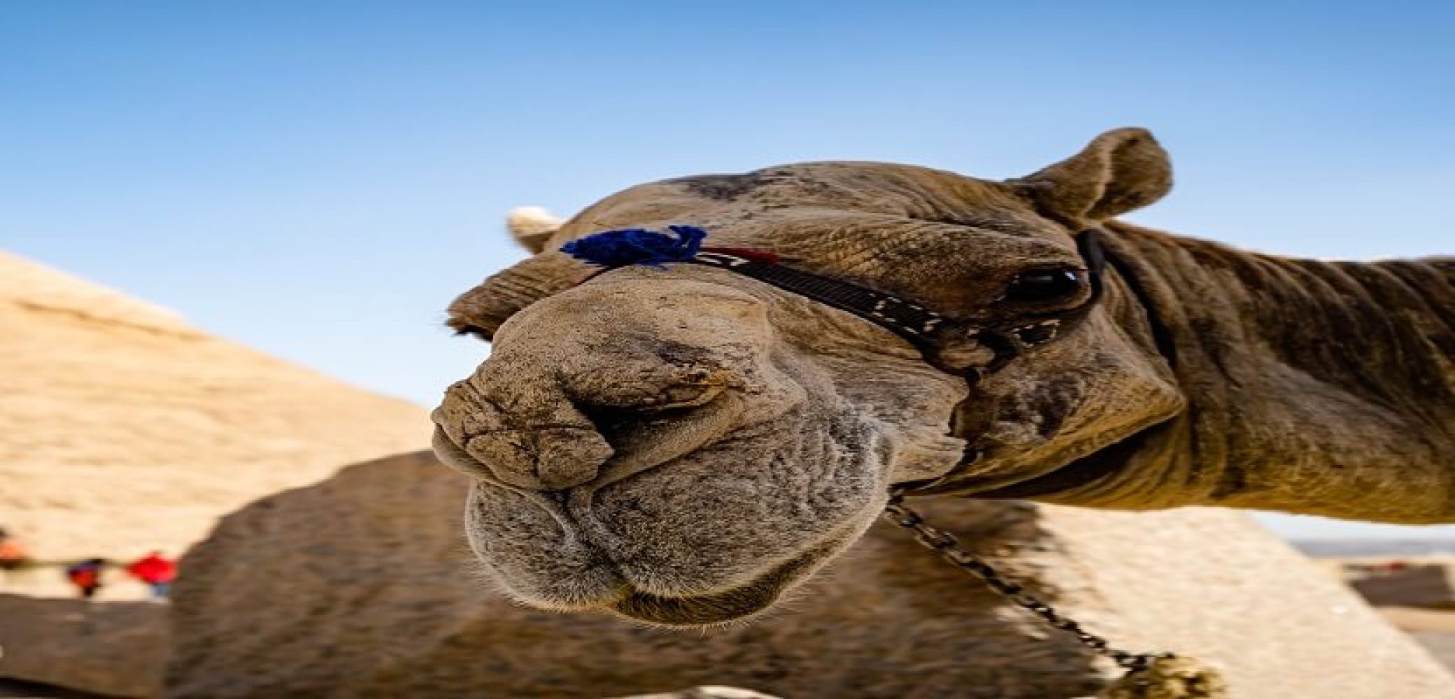 francois-le-nguyen-BCf_gz4QF88-unsplash