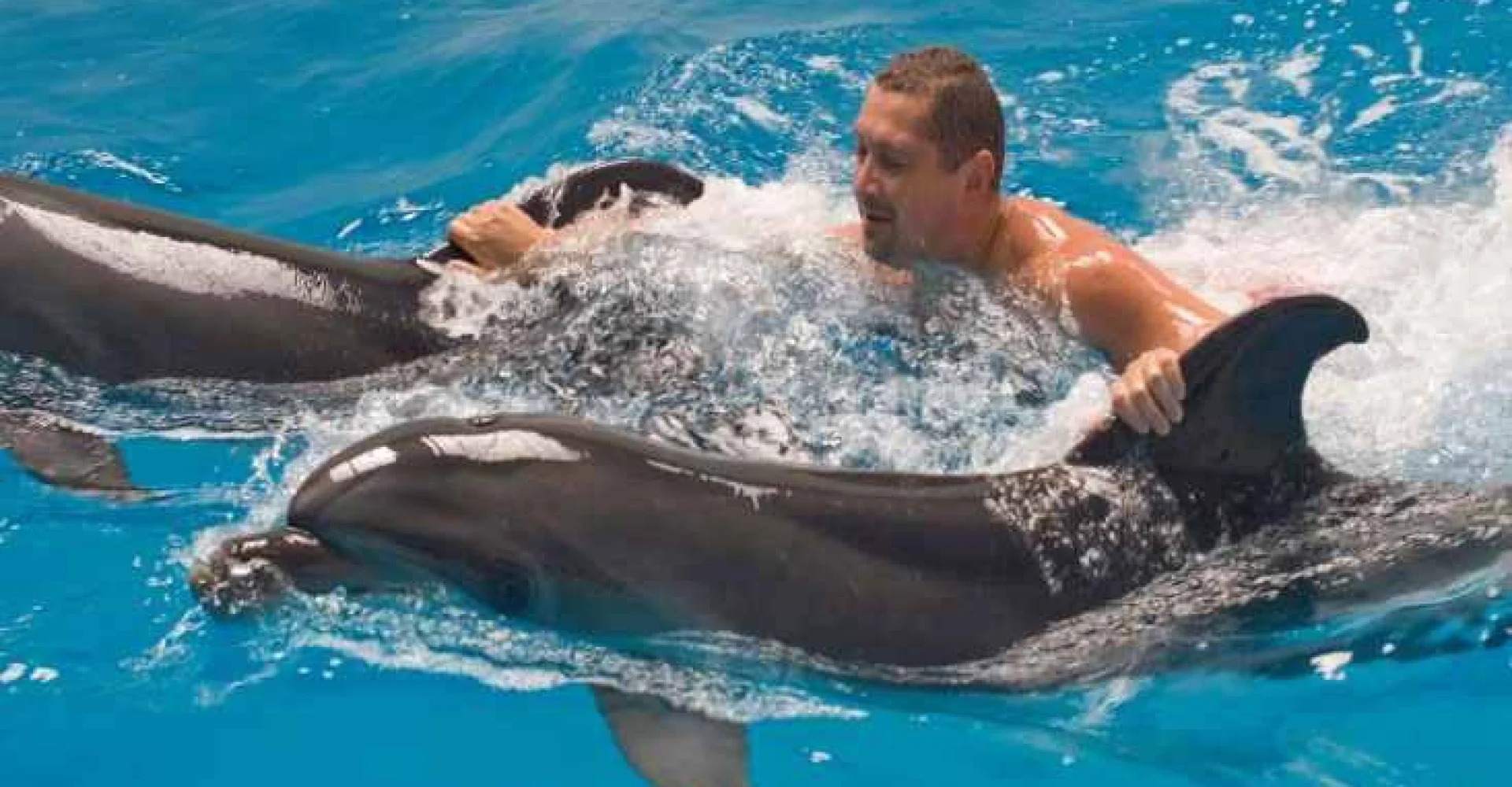 swim-with-dolphins-in-sharm